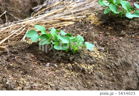 大根の芽　大根の苗　 5654025