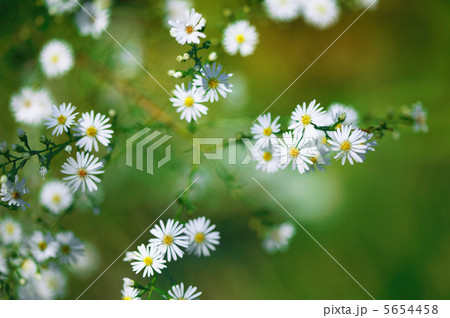 デイジーの花 デイジーの花 5654458