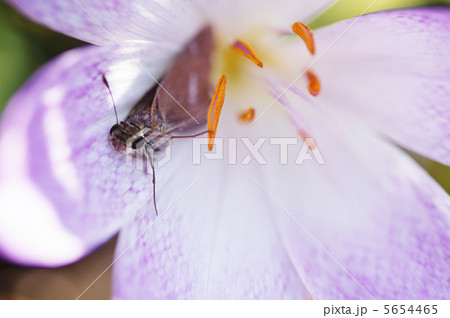 クロッカス - 春の花 5654465