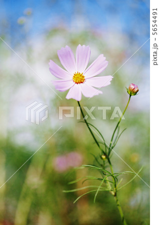 空を背景に美しいコスモスの花 5654491