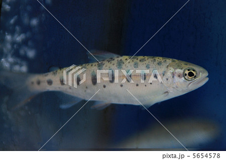 サクラマス（ヤマメ） 5654578