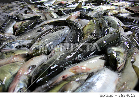 鮭 5654615