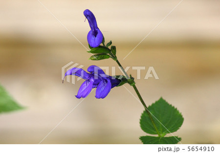 メドーセージの花 メドーセージの花 5654910