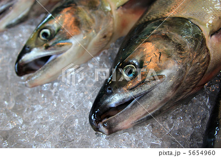 秋鮭　鮭　サーモン　シロザケ 5654960