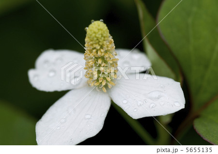 ドクダミの花 5655135