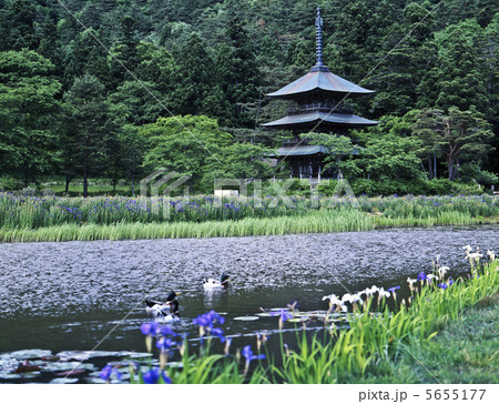 安久津八幡神社の三重塔 5655177