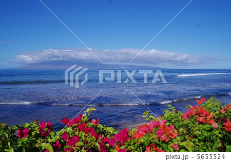 マウイ島カアナパリ マウイ島カアナパリ 5655524