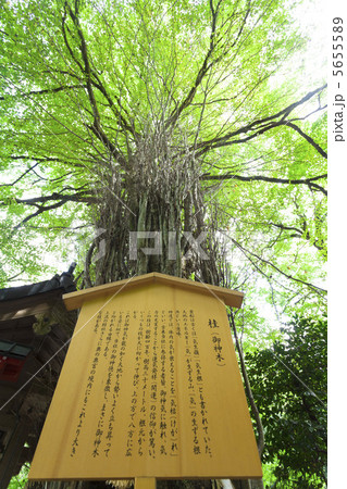 貴船神社の御神木 5655589