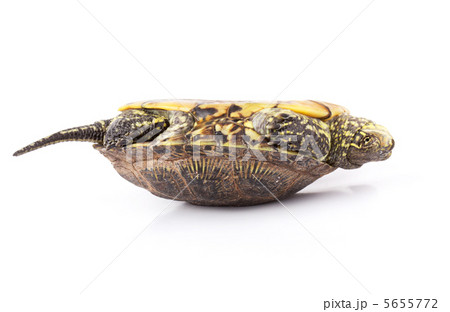 Turtle upside down 5655772