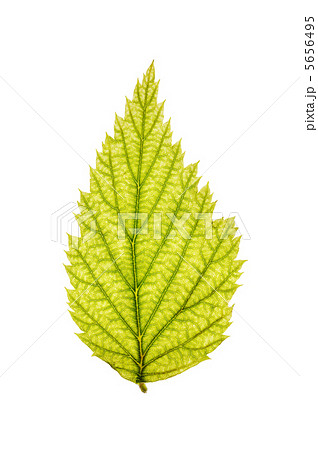 Leaf 5656495