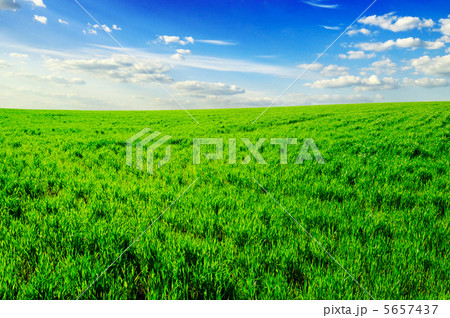 meadow meadow 5657437