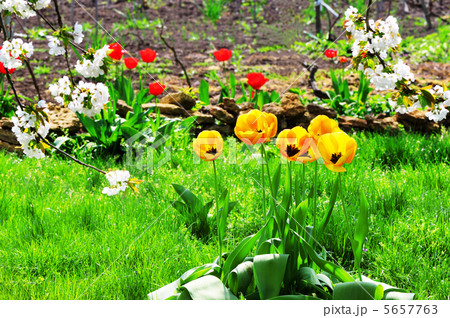 Yellow tulips 5657763