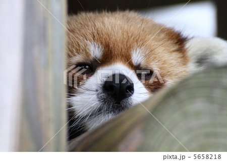 レッサーパンダ 5658218