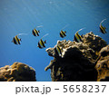 父島　宮ノ浜のきれいに並んだツノダシ 5658237