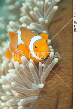 カクレクマノミの成魚 カクレクマノミの成魚 5658689