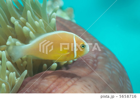 ハナビラクマノミの成魚 5658716