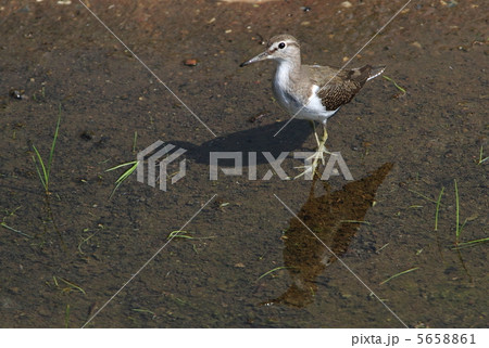 イソシギ 5658861