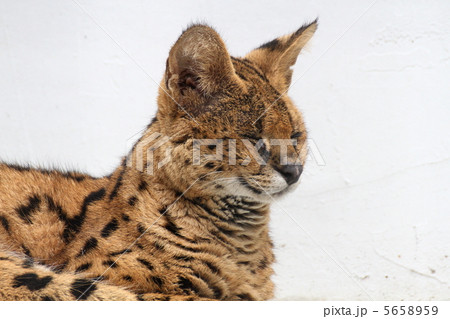 サーバルキャット 5658959