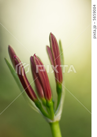 彼岸花 彼岸花 5659084