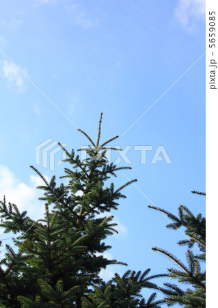 トウヒ トウヒ 5659085
