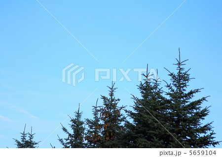 トウヒ トウヒ 5659104