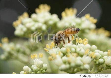 みつばち みつばち 5659258