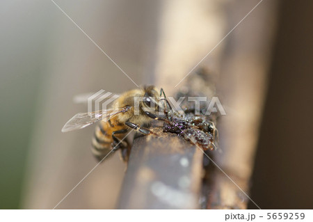 みつばち みつばち 5659259