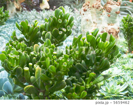 多肉植物 宇宙の木 多肉植物 宇宙の木 5659462