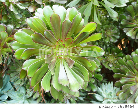 多肉植物　黒法師 5659464