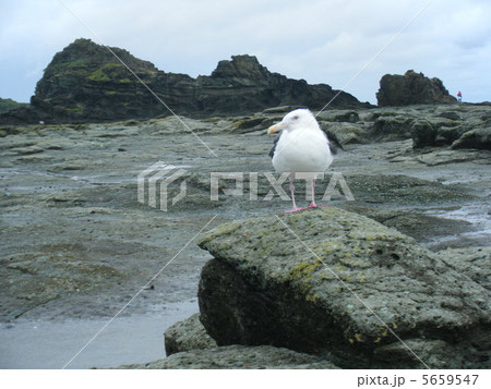 かぶと岩と海猫 かぶと岩と海猫 5659547