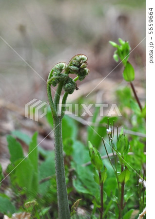 ワラビ ワラビ 5659664