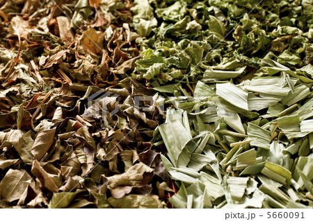 野草茶 5660091