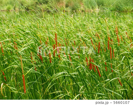 ガマの穂 5660107
