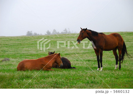 朝霧の美ヶ原高原と馬の親子 朝霧の美ヶ原高原と馬の親子 5660132