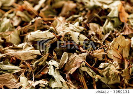 どくだみ茶 どくだみ茶 5660151