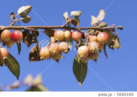 姫林檎 姫林檎 5660160