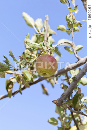 姫林檎 姫林檎 5660162