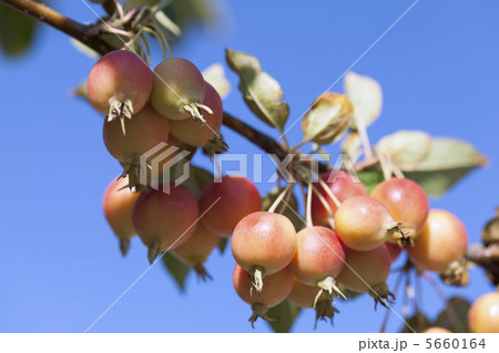 姫林檎 姫林檎 5660164