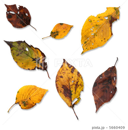 落葉 5660409