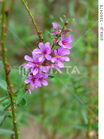 ミソハギ ミソハギ 5660478