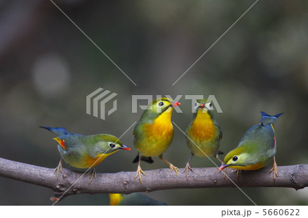 ソウシチョウの集まり 5660622