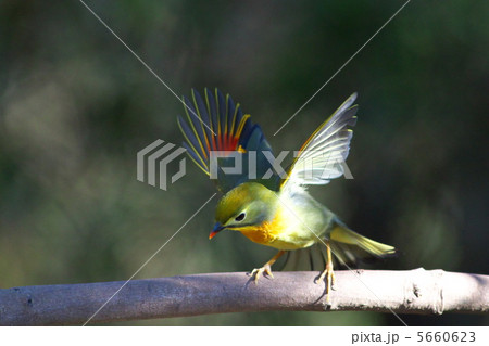 羽ばたくソウシチョウ 5660623