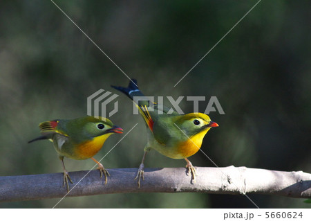 二羽のソウシチョウ 5660624