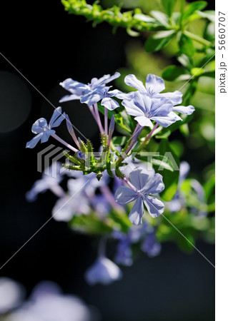 紫色の爽やかな夏の花・ルリマツリ 紫色の爽やかな夏の花・ルリマツリ 5660707