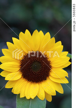 小さめでかわいいひまわりの花の写真素材 5660883 Pixta