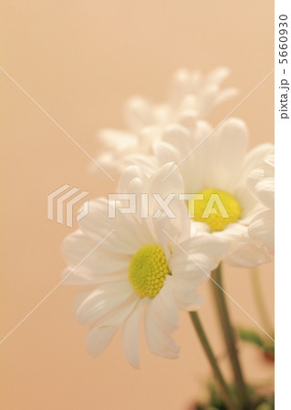 花瓶に飾られたかわいらしい白菊の花 5660930