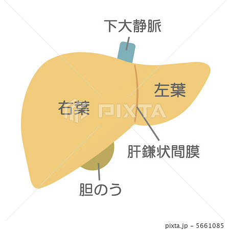 肝臓のしくみ 5661085