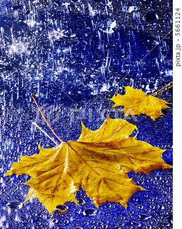 Autumn leaf floating on water with rain. 5661124