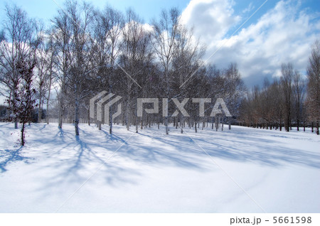 前田森林公園の雪景色 前田森林公園の雪景色 5661598