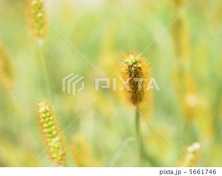 草 草 5661746